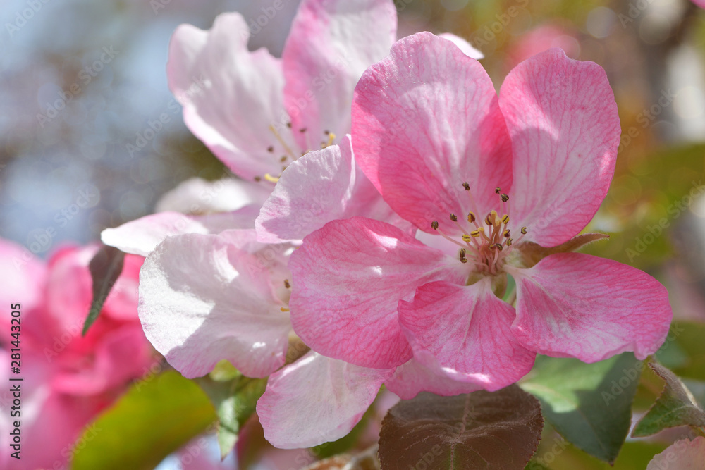 Fragrant spring flowers of a garden apple tree with pink velvet petals and green leaves Fragrant spring flowers of a garden apple tree with pink velvet petals and green leaves