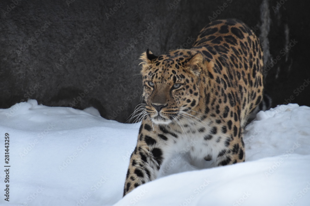 Far Eastern leopard in an aviary covered in snow Far Eastern leopard in an aviary covered in snow