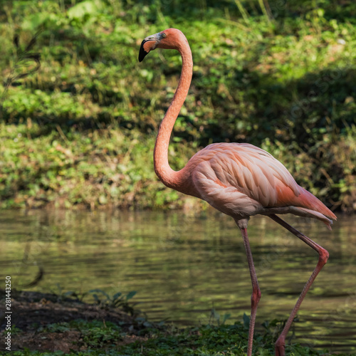 Flamingo