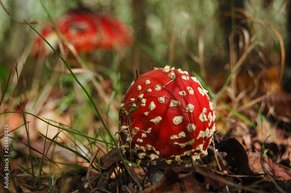 Small forest mushrooms amanita with motley hats in their natural habitat Small forest mushrooms amanita with motley hats in their natural habitat