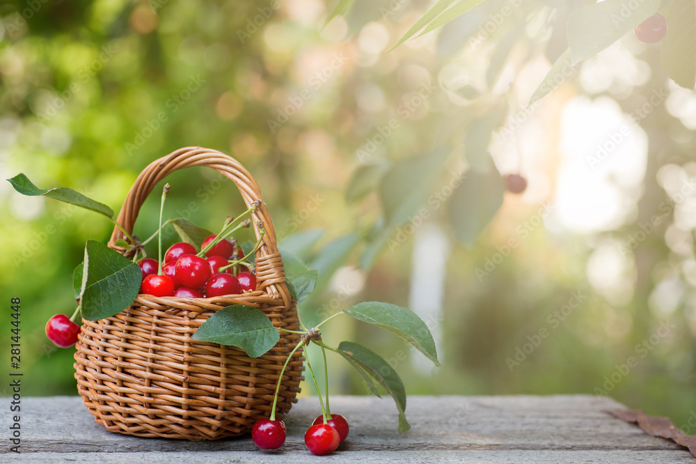 Cherries spilled out of the basket. Berries lie on a wooden box on a background of green grass. Collecting berries for homemade jam, preparations for the winter, frost. Cherries spilled out of the basket. Berries lie on a wooden box on a background of green grass. Collecting berries for homemade jam, preparations for the winter, frost.