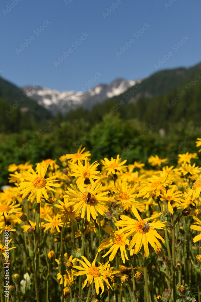 arnica fiori gialli 