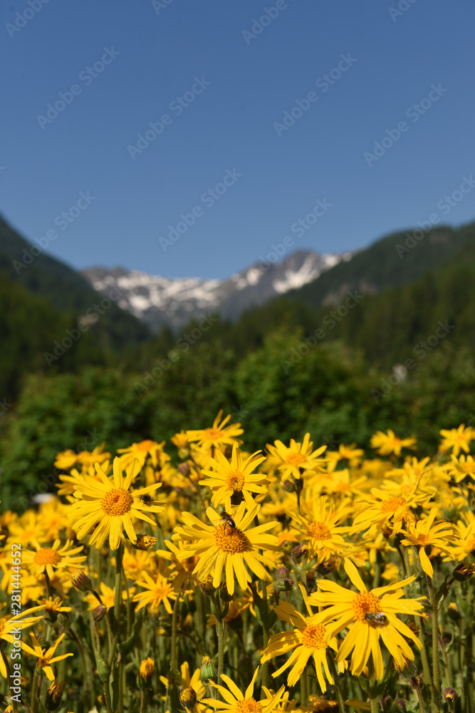 Obraz premium fiori di arnica 