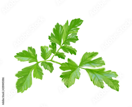 Hand drawn digital illustration in watercolor style. Ripe realistic parsley, perfect rendered vegetables isolated on the white background - Illustration