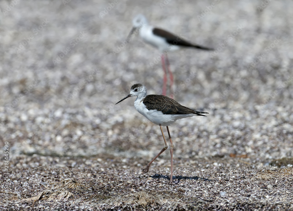 An adult and young Young black-winged stilt are resting on the sandy shore of the estuary. Clearly visible differences between birds An adult and young Young black-winged stilt are resting on the sandy shore of the estuary. Clearly visible differences between birds