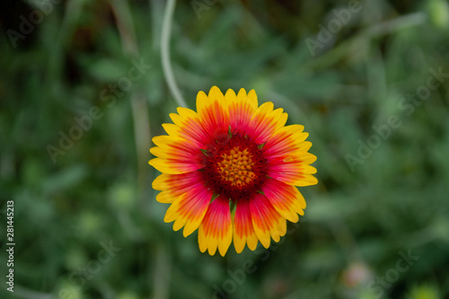 Yellow and Red Blanket flower bloom