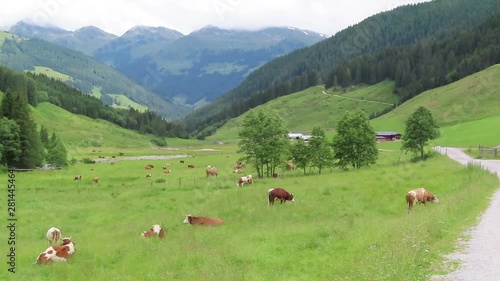 grazing cows in meadow at Zillertal valley in Tirol Austria.