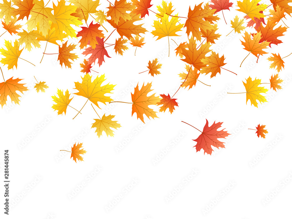 Maple leaves vector background, autumn foliage on white graphic design. Maple leaves vector background, autumn foliage on white graphic design.
