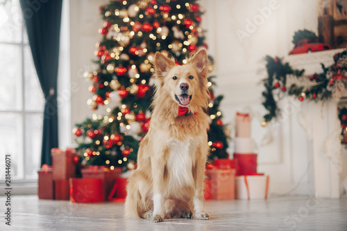Yellow dog sitting on the christmas background