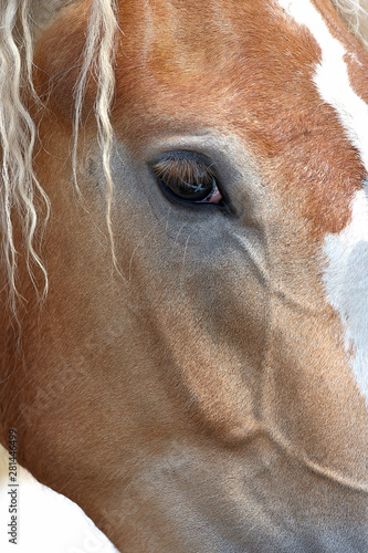 portrait of a horse