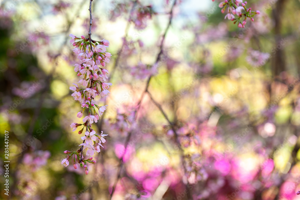Obraz premium Cherry Blossom - Sakura flower - Japanese cherry, Prunus serrulata