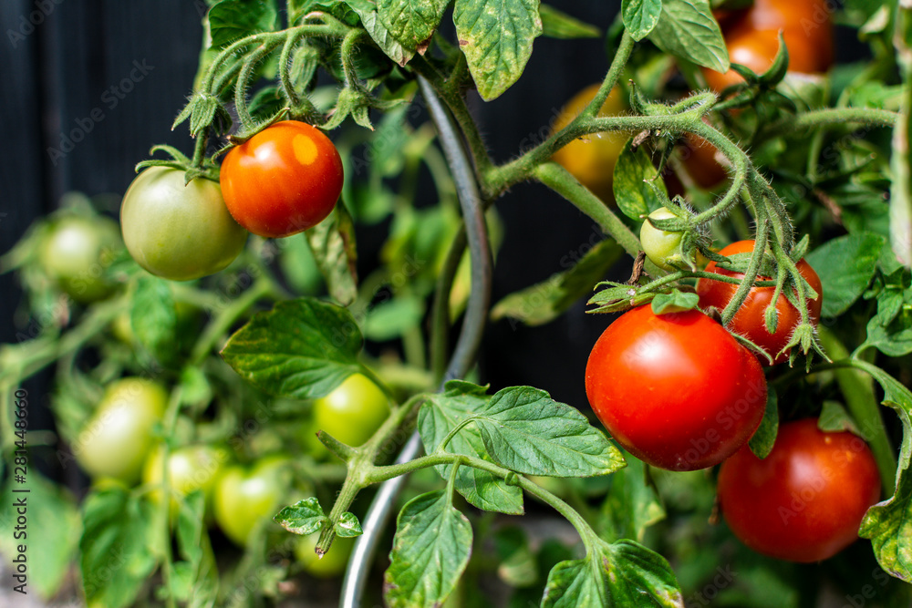 Photo of green and red tomatoes with green leaves