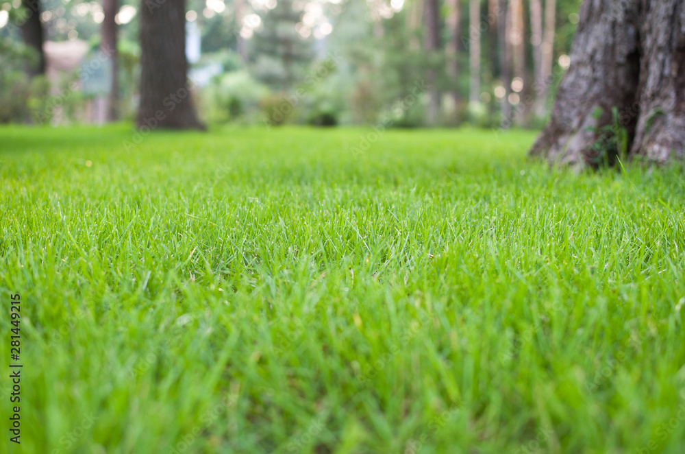 green lawn in the park green lawn in the park