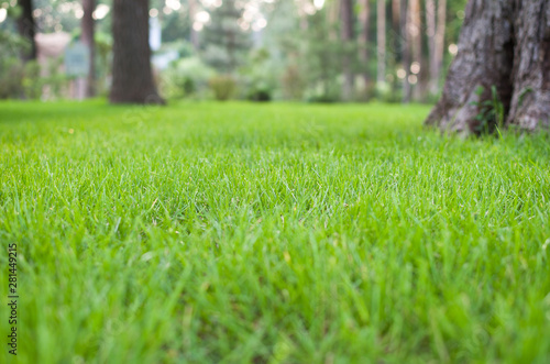 green lawn in the park