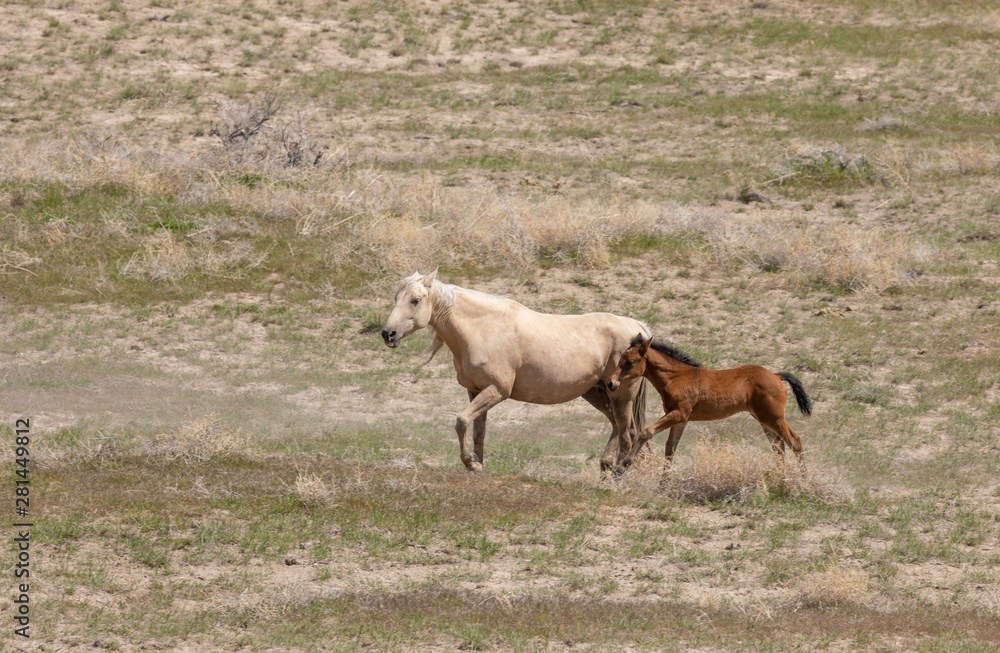 Wild Horse Mare and Foal in the Desert