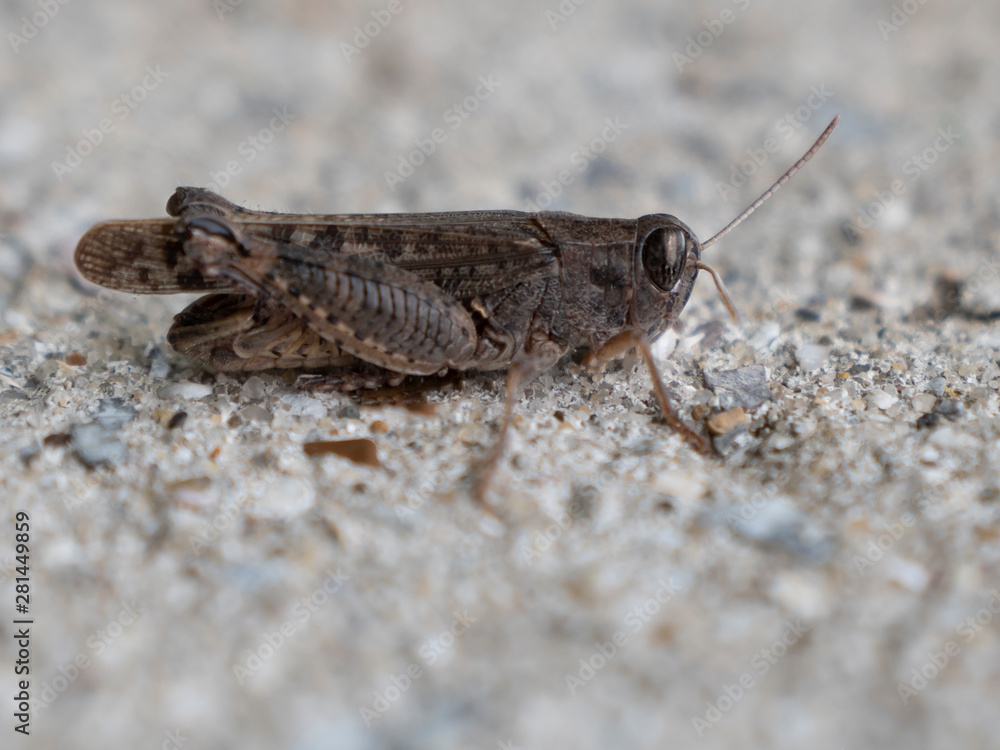 Locust (grasshopper) sitting on the plastered surface. Close-up. Locust (grasshopper) sitting on the plastered surface. Close-up.