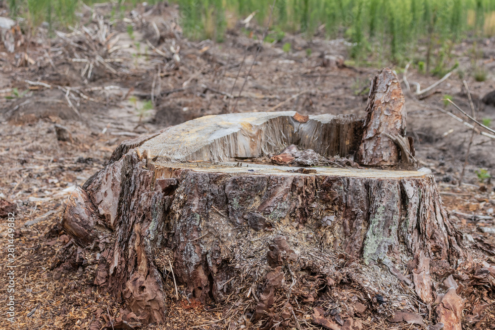 Freshly sawed tree in the forest. Deforestation close up. Freshly sawed tree in the forest. Deforestation close up.
