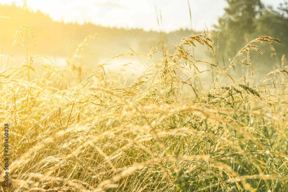 Fototapeta premium Meadow grass in the morning sun with drops dew.