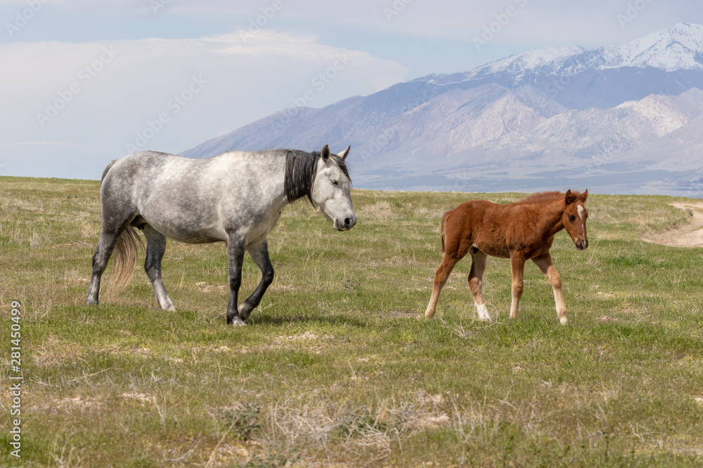 Wild Horse Mare and Foal in the Desert Wild Horse Mare and Foal in the Desert