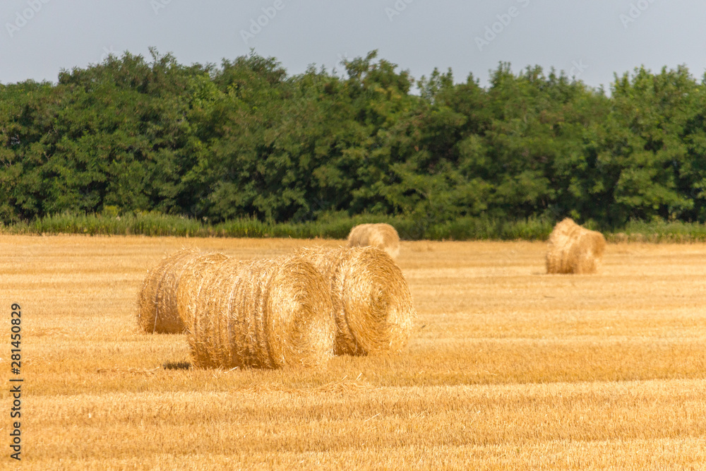 Big bales of hay in the field. Rolls of golden hay in summer meadow. Agriculture concept. Yellow haystacks in farmland. Dried wheat in countryside. Autumn harvest concept. 