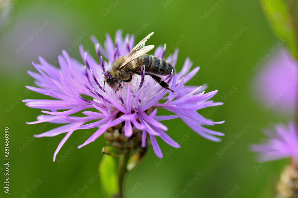 Bee on a purple cornflower flower. Macro photography Bee on a purple cornflower flower. Macro photography
