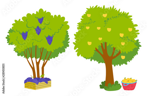 Grapes growing on green bunch with fresh vibrant leaves and yellow apples on tree, basket with harvest nearby. Vector juicy fruit, winemaking and viticulture industry