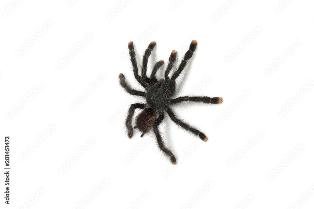 Pink toe tarantula on a white background Pink toe tarantula on a white background