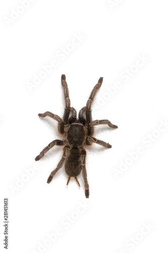 Costa Rican Stripe knee tarantula on white