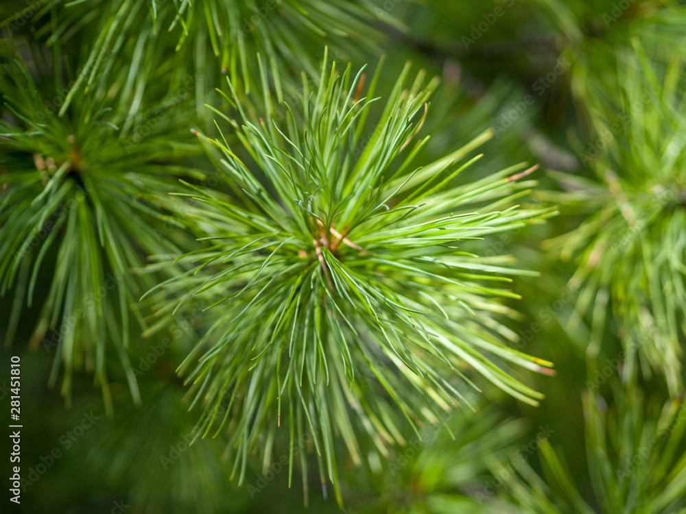 Close-up of green cedar needles. Wild Siberian nature on a sunny summer day Close-up of green cedar needles. Wild Siberian nature on a sunny summer day