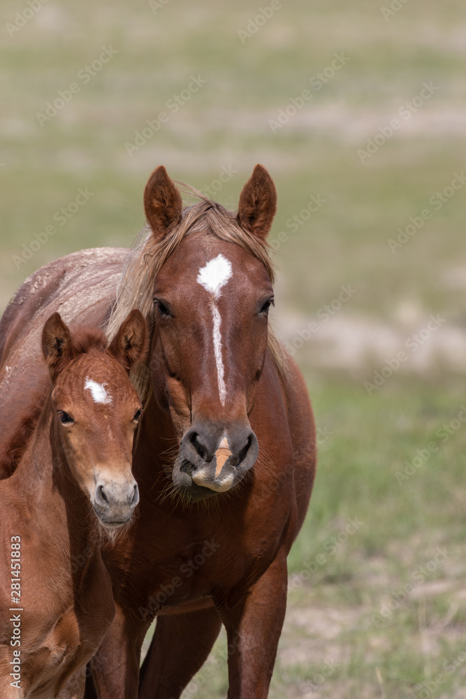 Wild Horse Mare and Foal in the Desert Wild Horse Mare and Foal in the Desert