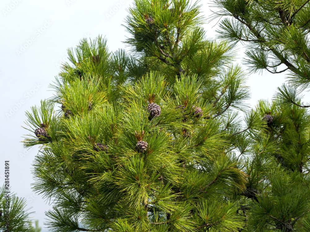 Cones grow on the top branches of the Siberian cedar against the sky. Wild Siberian nature on a sunny summer day Cones grow on the top branches of the Siberian cedar against the sky. Wild Siberian nature on a sunny summer day