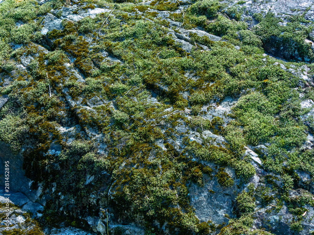 moss or lichen pattern on the stone