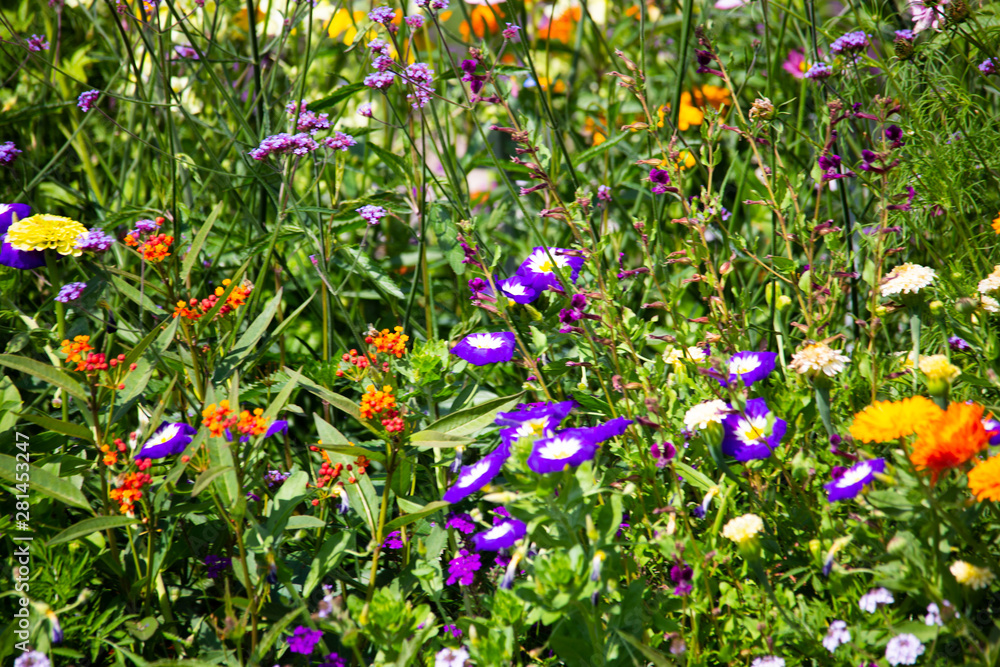 Wildflower meadow with cornflowers in summer