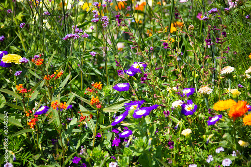 Fototapeta Naklejka Na Ścianę i Meble -  Wildflower meadow with cornflowers in summer