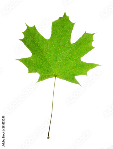 Isolated maple leaf with streaks on white background. Leaf from the tree maple green.
