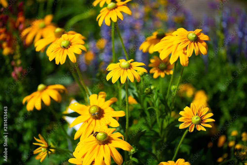 african bolden bush daisy in botanical garden african bolden bush daisy in botanical garden