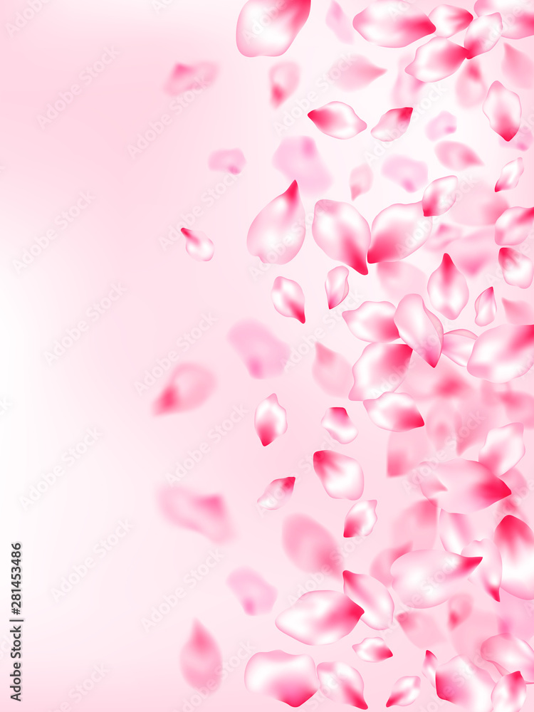 Pink cherry blossom petals isolated Pink cherry blossom petals isolated
