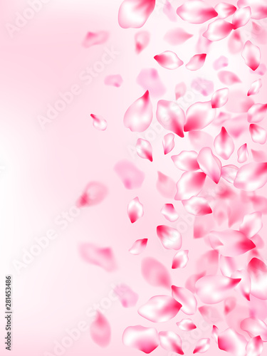 Pink cherry blossom petals isolated
