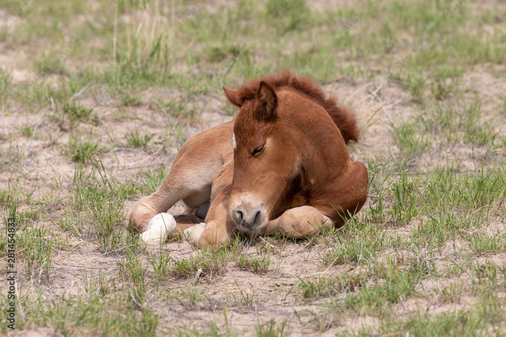 Cute Wild Horse Foal in the Utah Desert Cute Wild Horse Foal in the Utah Desert