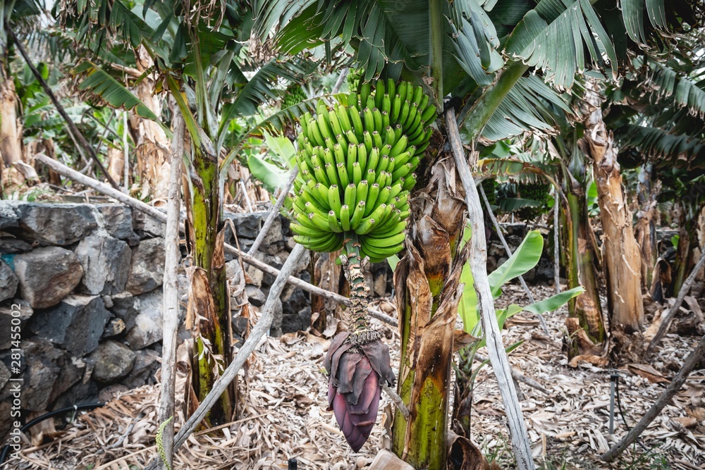 Obraz premium Grappe, régime de bananes aux Canaries sur île de La Palma