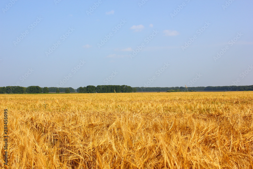 golden wheat field on a sunny day