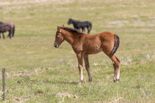 Cute Wild Horse Foal in the Utah Desert