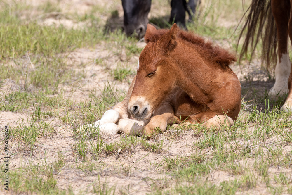 Cute Wild Horse Foal in the Utah Desert Cute Wild Horse Foal in the Utah Desert