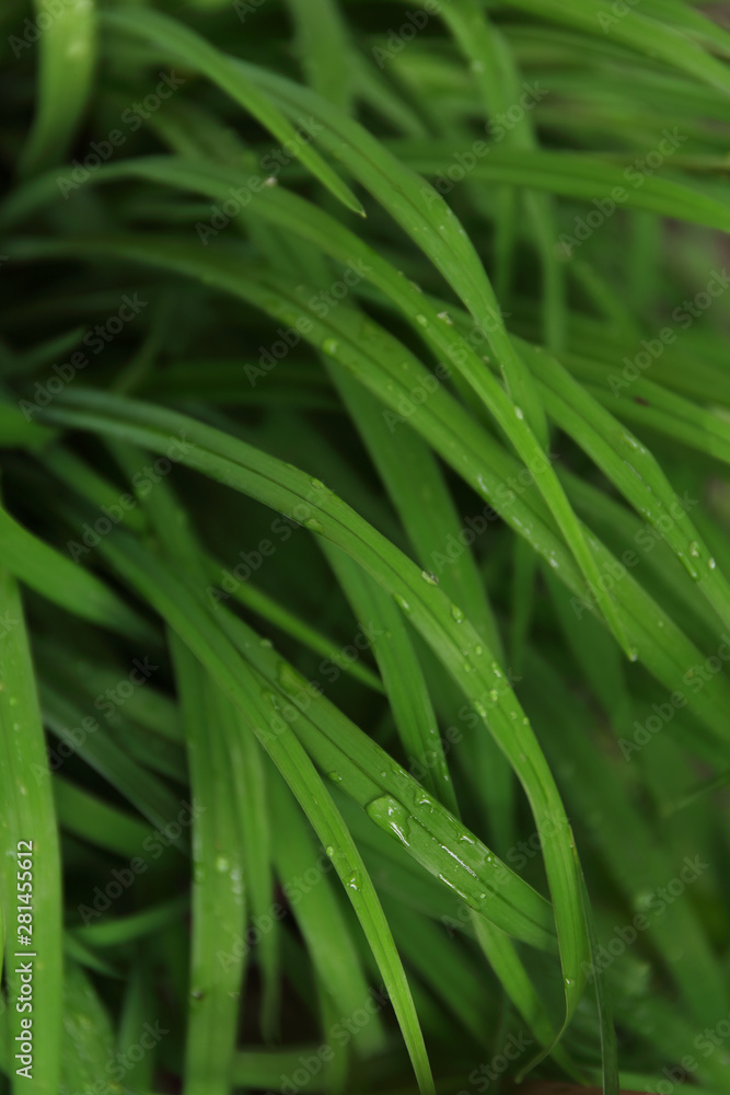 Green leaf texture. Leaf texture background Green leaf texture. Leaf texture background