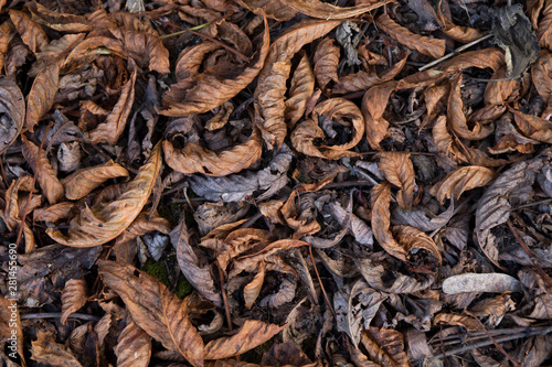 Dry leaves on ground. Gray and brown leaves cover surface of ground is beauty pattern background in forest.