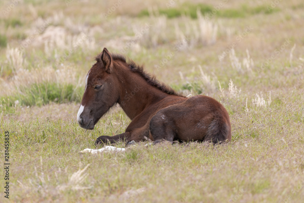 Cute Wild Horse Foal in the Utah Desert Cute Wild Horse Foal in the Utah Desert