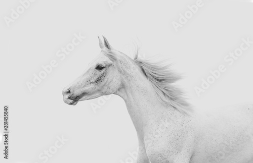 White arabian horse running