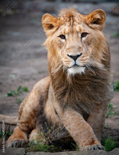 Young lion male portrait