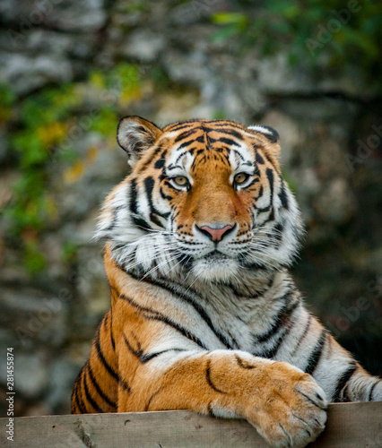 Amur tiger looking at camera © Mari_art