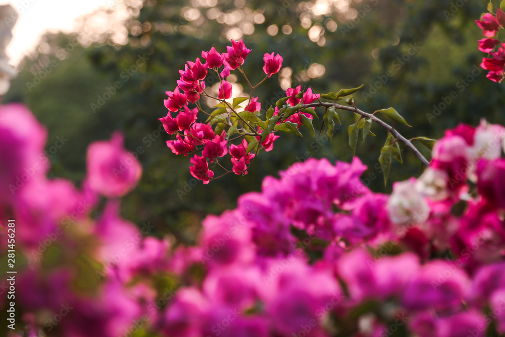 Obraz premium pink flowers in the garden